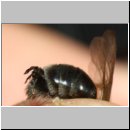 Schlupf eines Stylops-Maennchens 01.jpg